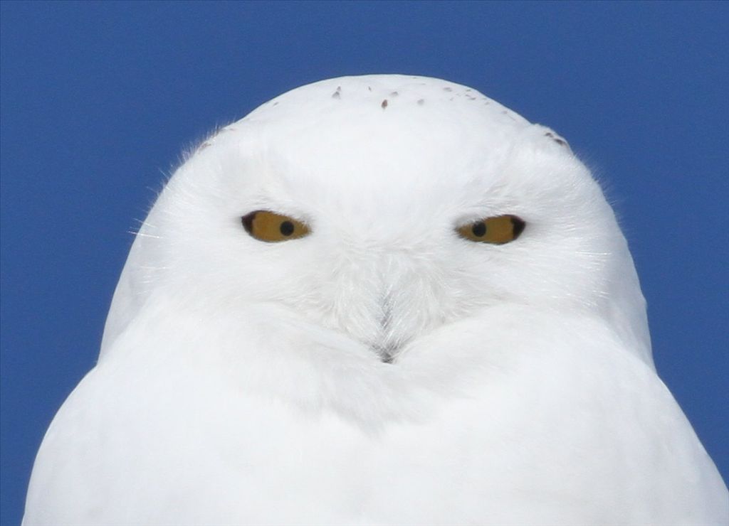 Snowy owl