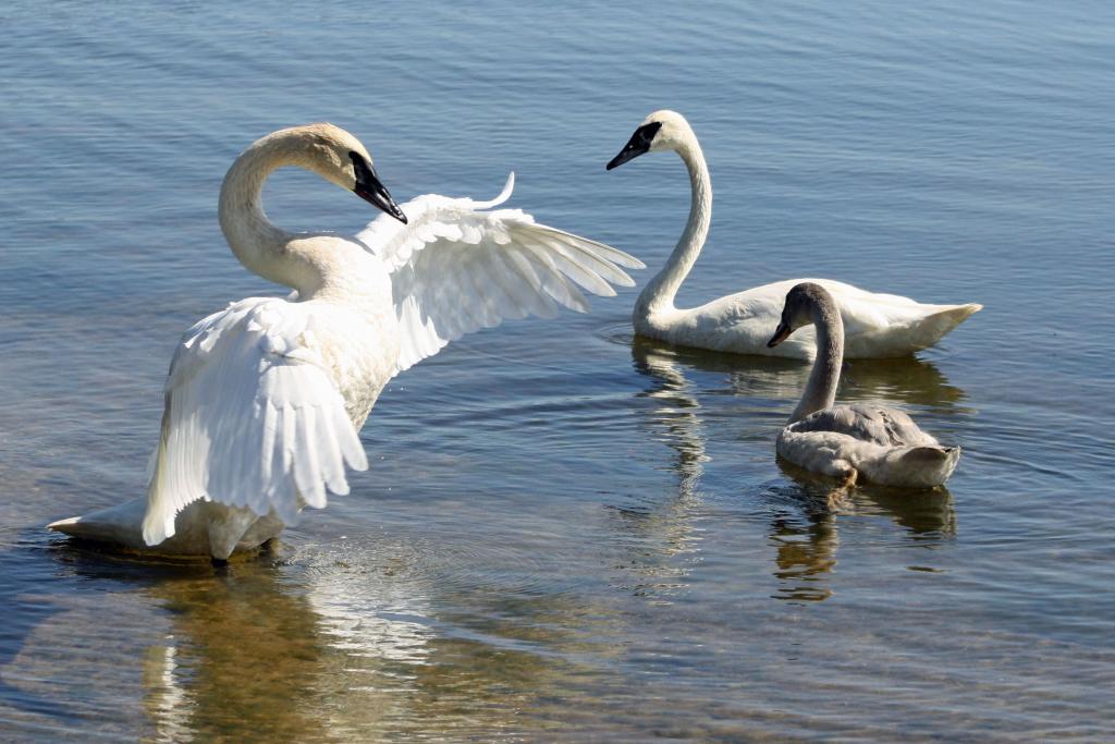 Trumpeter Swan