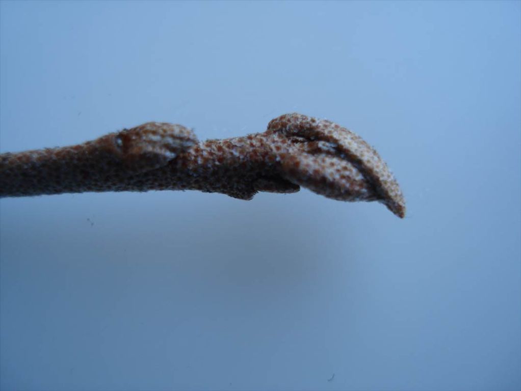 Fig. 2.  