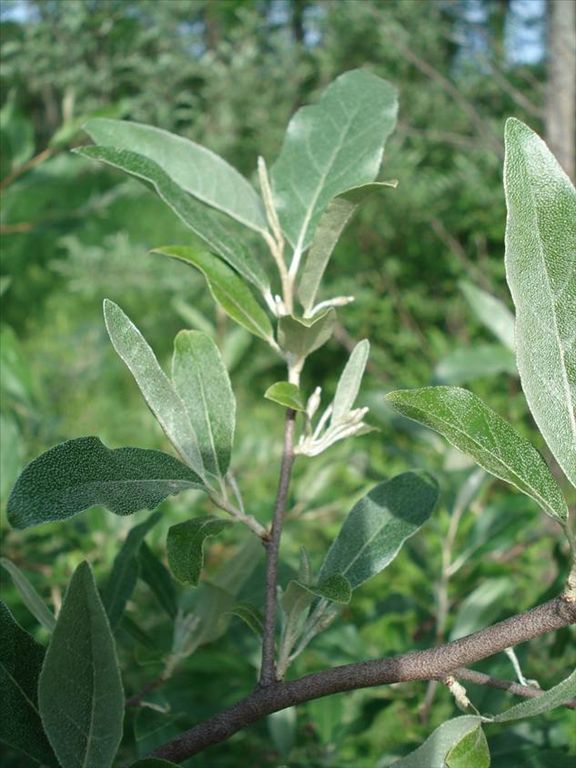 Fig. 3.  