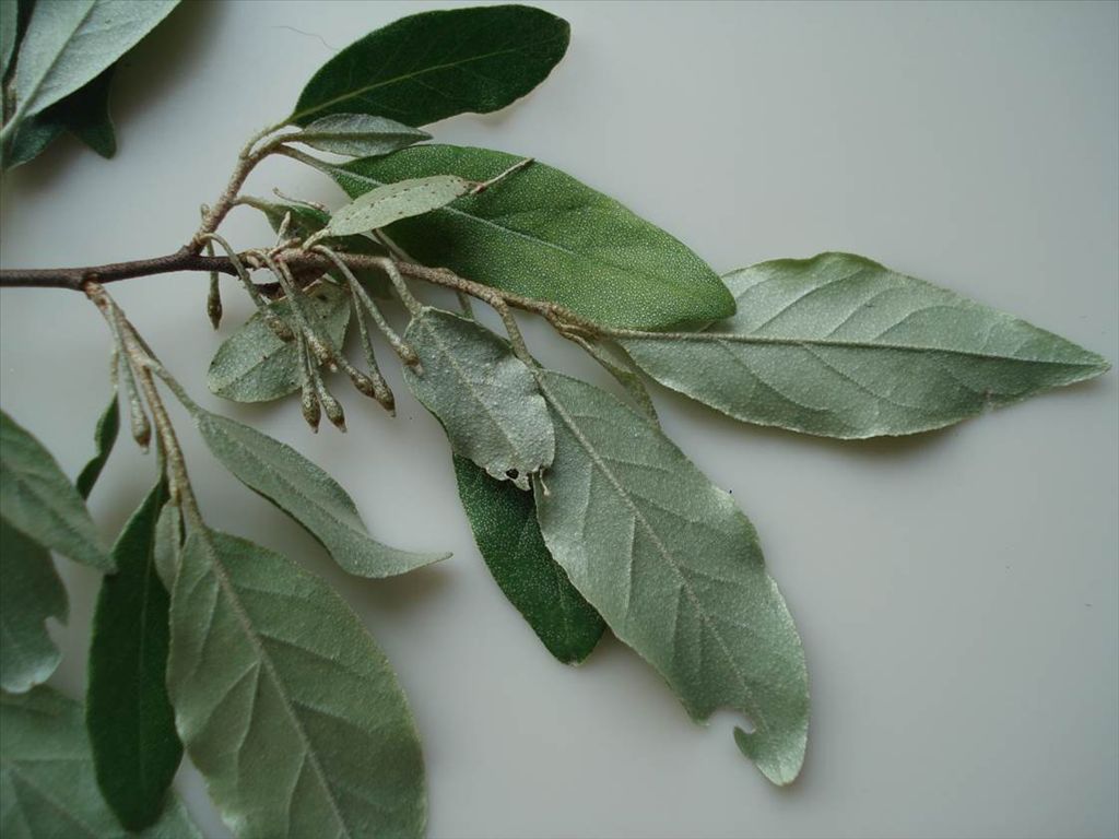 Fig. 5  