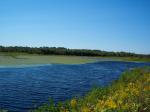 dingmans_marsh4.jpg