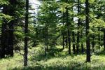 Lost Tamarack Pathway Lost Tamarack Pathway