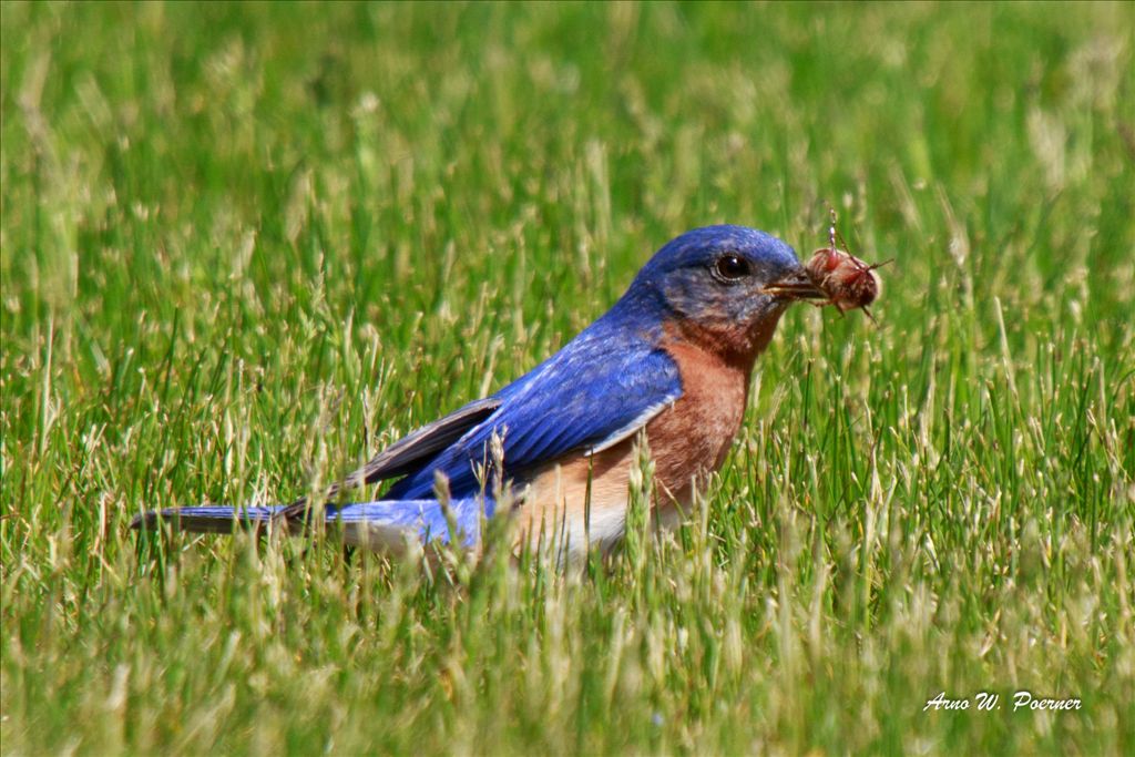 Eastern Bluebird