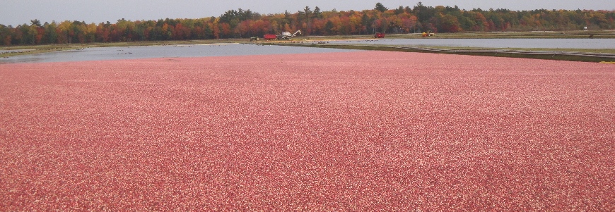 a_cranberrybog.jpg
