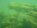 Algae-covered ship timbers.