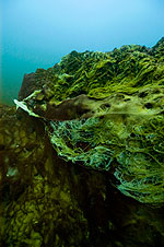 Algal mats growing on rocks at the alcove.