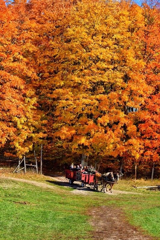 Wagon Ride at Knaebe's