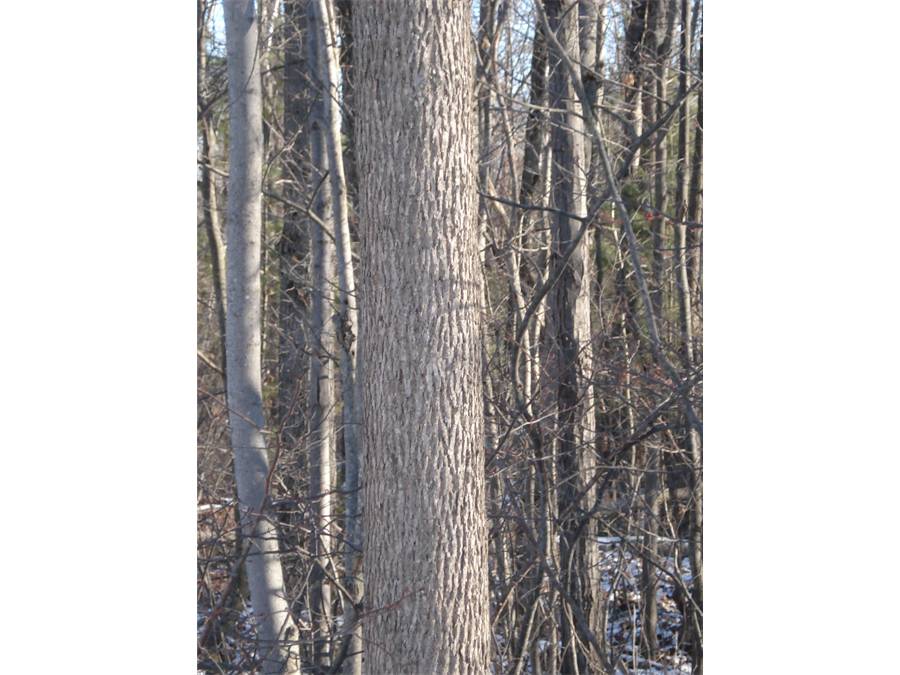 Fig. 1.  Ash trunk: note the tightly corrugated Y pattern, typical of ashes.  Seeing this bark pattern in winter is enough to identify an Ash, although it is good to verify with  other characteristics.  