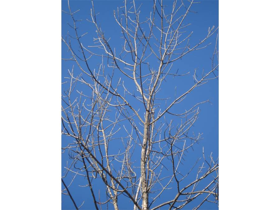 Fig. 3.  Ash, Green: note the general messy-looking branches (in winter!).  
