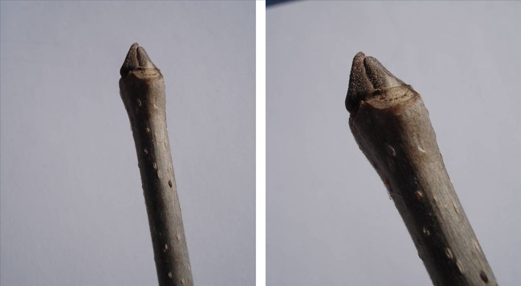 Fig. 4. Ash terminal buds; easy to see on young trees; too far away on tall trees.  They are an identifying feature in winter and spring, along with the bark pattern, opposite branching, and messy-looking branches.