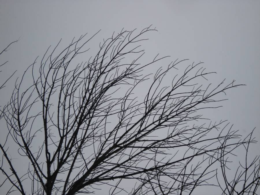 Fig. 6.  Ash: bare branches in winter.  Note the opposite branches.  The side (lateral) branches are long-ish and generally curve towards the tip of each branch.