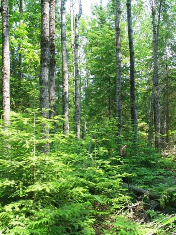 Mature Aspen-Fir Forest
