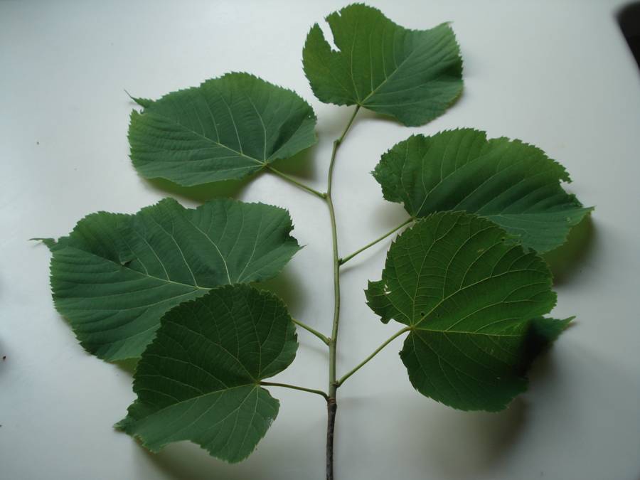 american linden tree leaves