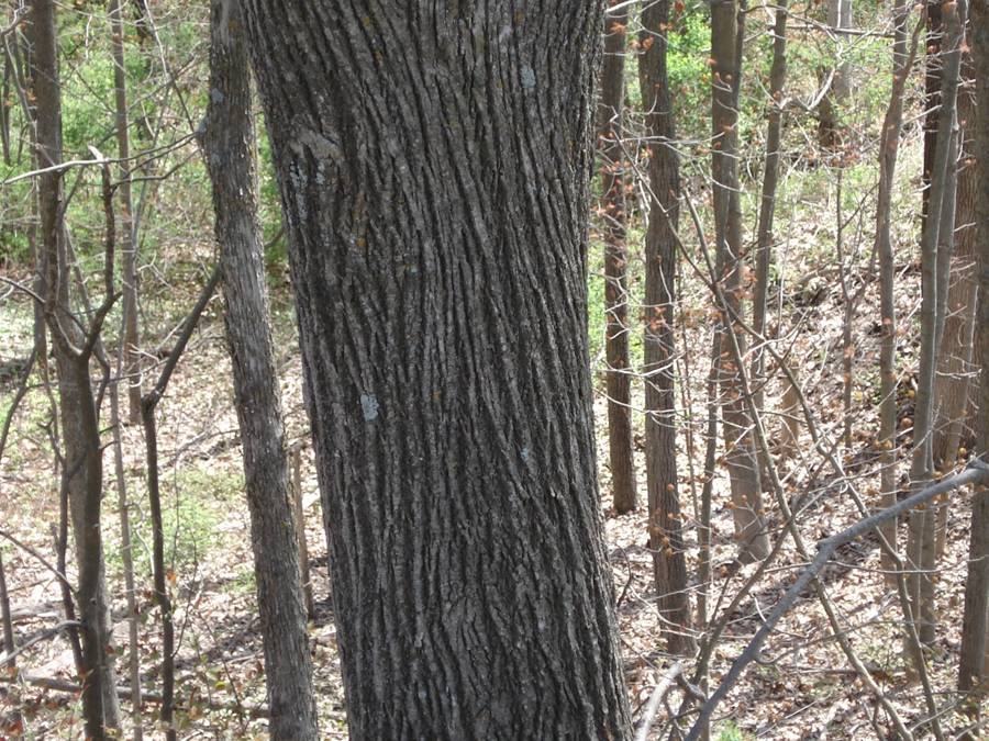 Fig. 11.  Mature Basswood trunk showing the long somewhat parallel and gently curving ridges.