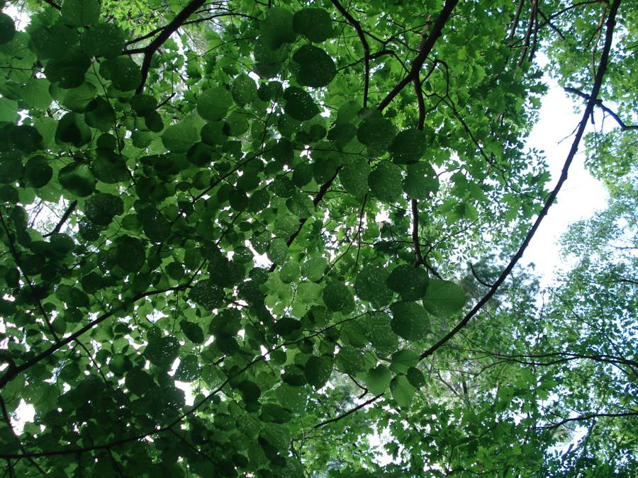 Fig. 12. Looking up at Basswood canopy showing the umbrella-like effect.