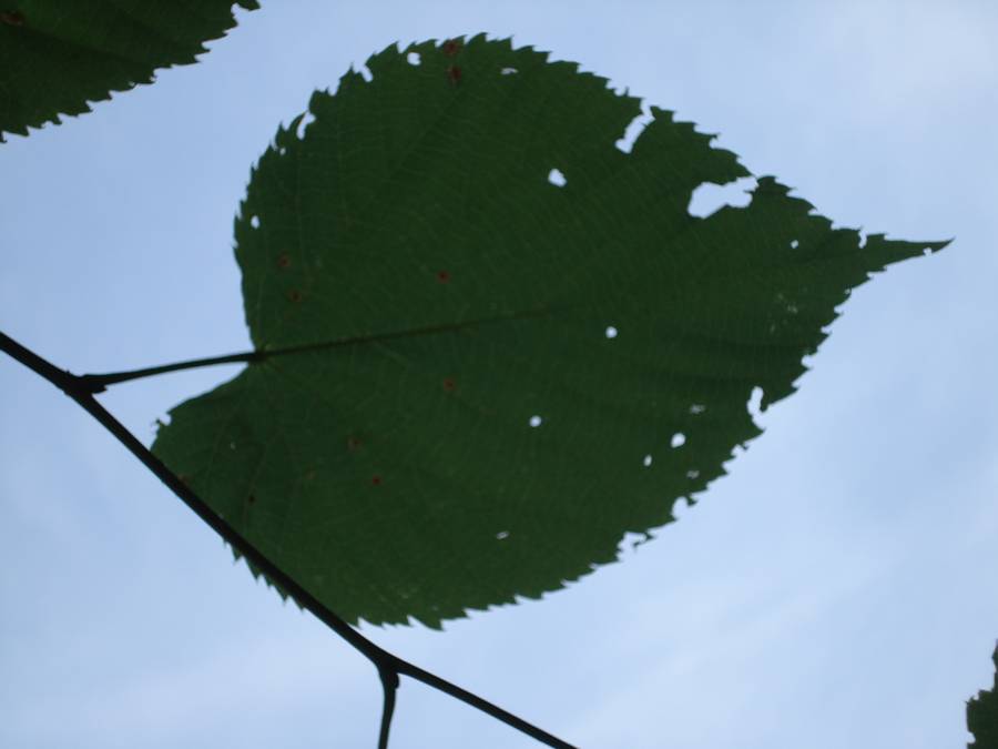 Fig. 2. Basswood leaf looking up from the ground.
