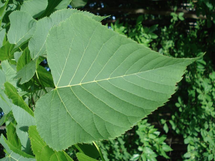 Fig. 3. Basswood leaf.
