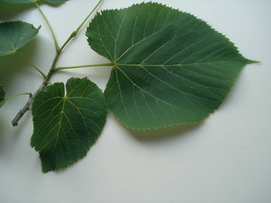 Basswood Or Linden Us 23 Heritage Route