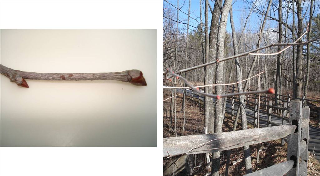 Fig. 5. Basswood buds showing alternate pattern, lopsided end bud and  the reddish-orange color.  