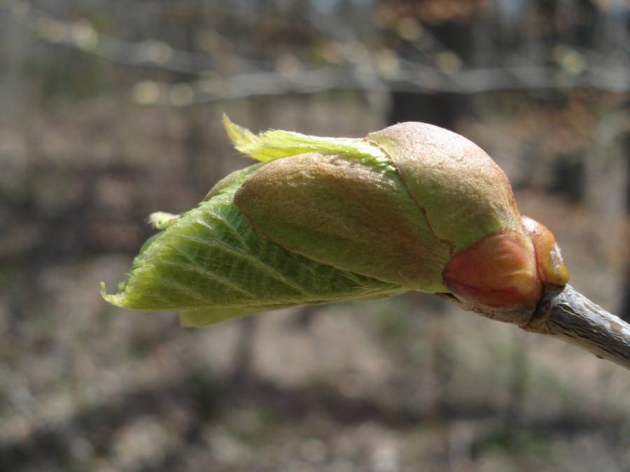 Fig. 6.  Basswood leaf emerging from end bud.  Note orangish color of the scales near the twig.