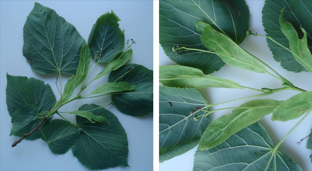 Fig. 7.  Underside of Basswood shoot showing young fruit as it develops from fertilized flowers hanging down on a flower stalk (peduncle) which is attached about half-way along a narrow, leaf-like bract.  The bracts are a lighter green than the leaves.