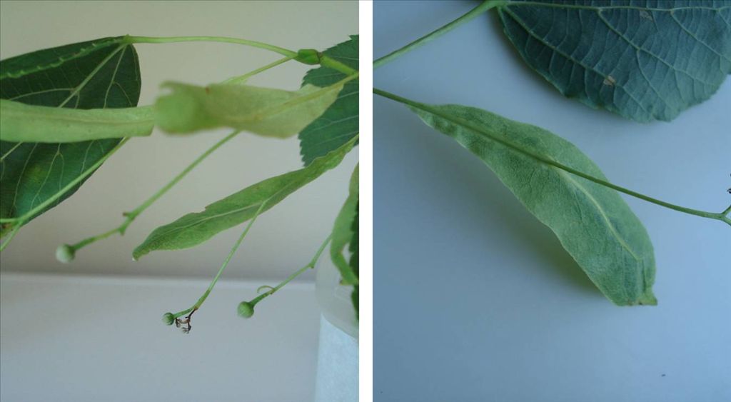Fig. 8.  Close-ups of Basswood bracts with the flower stalk (peduncle),  and then fruit, attached about halfway along the narrow, leaf-like bracts.