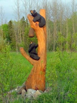 bear_crossings.jpg