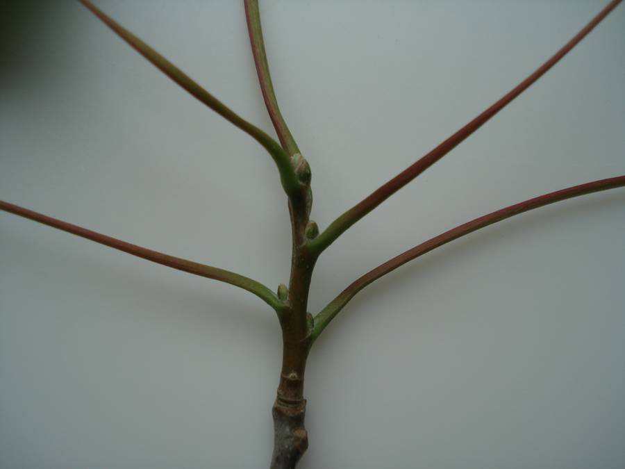 Fig. 1.  Terminal shoot of Bigtooth Aspen showing alternate buds (the small structures where the stems (petioles) come off the main twig).