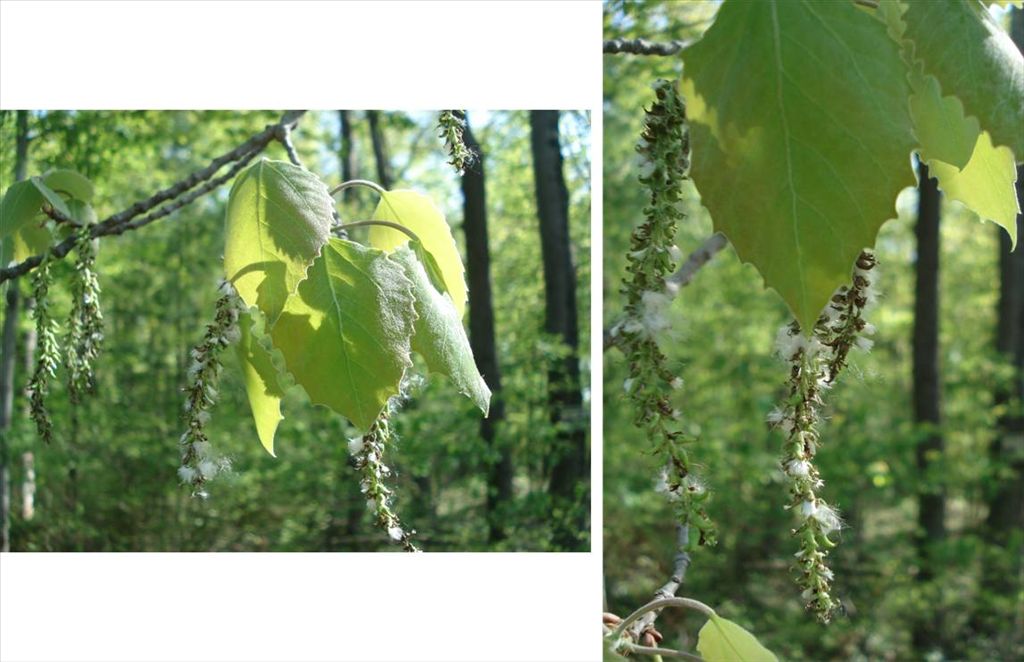 bigtooth_aspen_figure_4.jpg