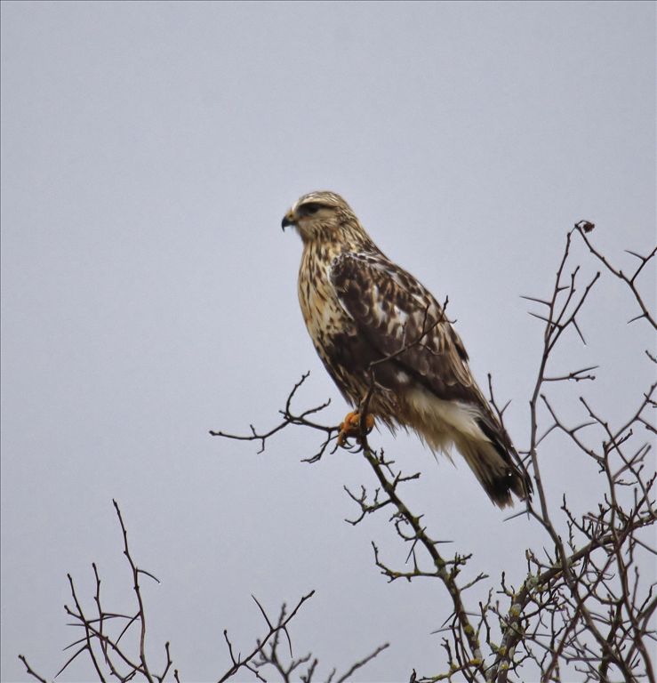 Rough-legged Hawk  by Phil Odum