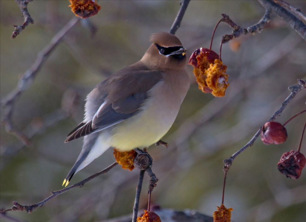 Cedar waxwing by Phil Odum