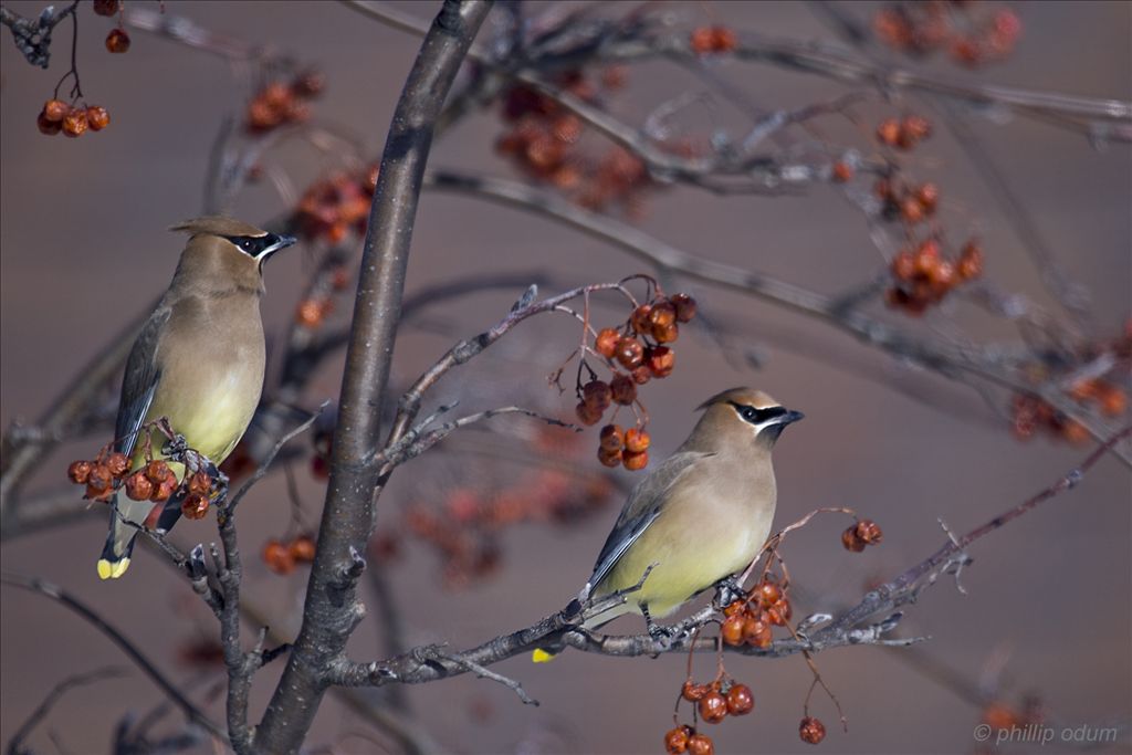 Cedar Waxwing by Phil Odum