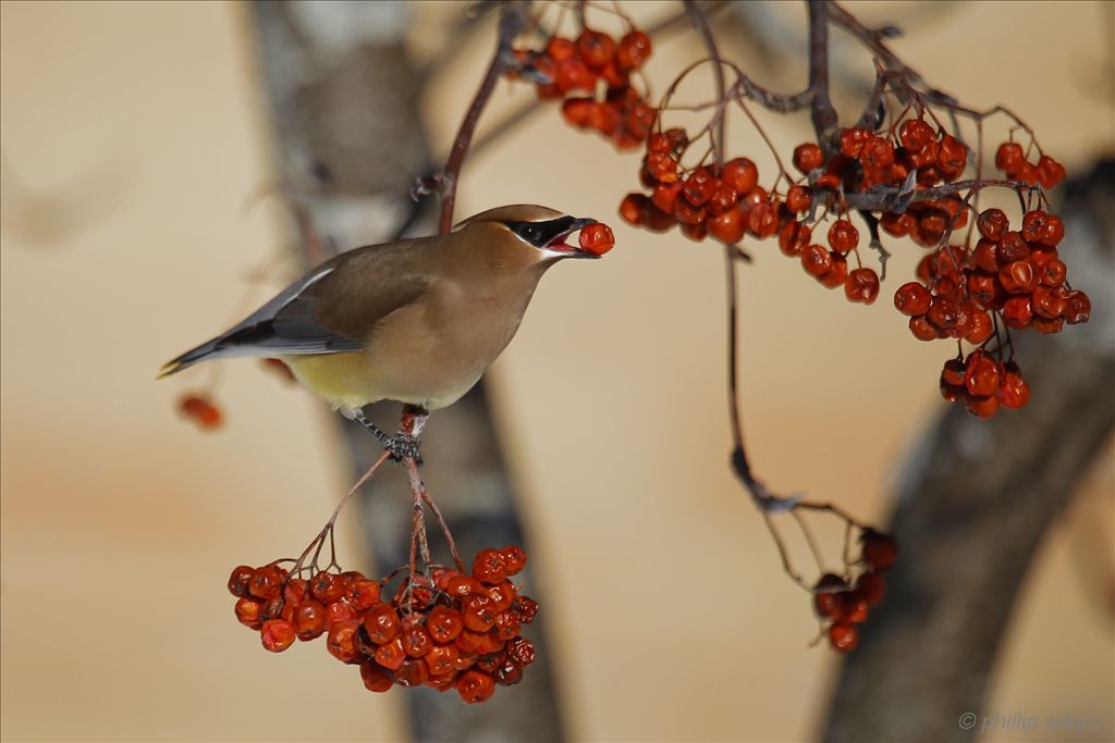 Cedar Waxwing by Phil Odum