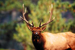 clear_lake_elk_1.jpg