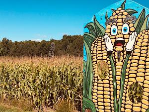 Corn Maze at Knaebe's