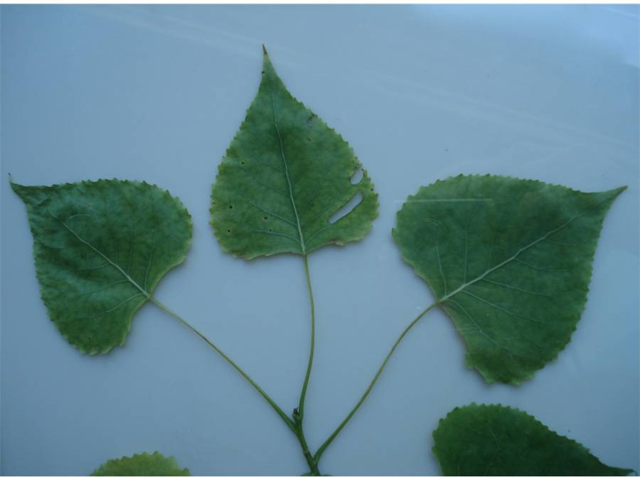 Fig. 1.  Cottonwood leaves showing alternate leafing pattern and their general shape.
