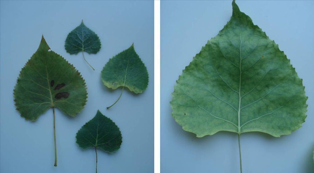 Fig. 2.  Individual Cottonwood leaves showing  natural variation in shape.
