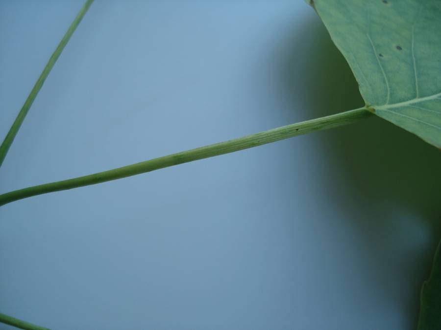 Fig. 3.  Cottonwood leaf stem (petiole) showing the flattened petiole perpendicular to the blade of the leaf.  This causes the leaves to flutter / shake in even the slightest breeze and is an identifying feature.