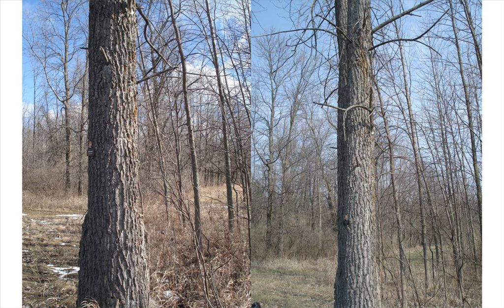 cottonwood_figure_5.jpg