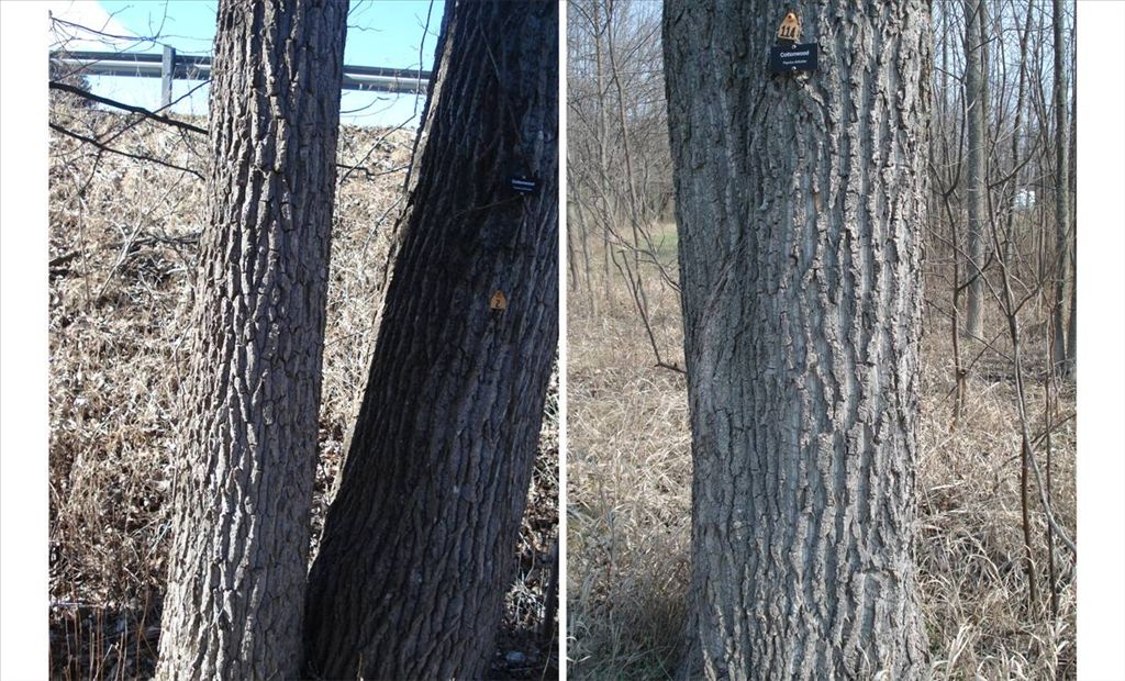 cottonwood_figure_6.jpg