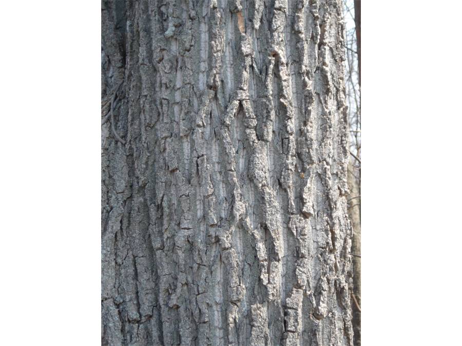 cottonwood_figure_7.jpg