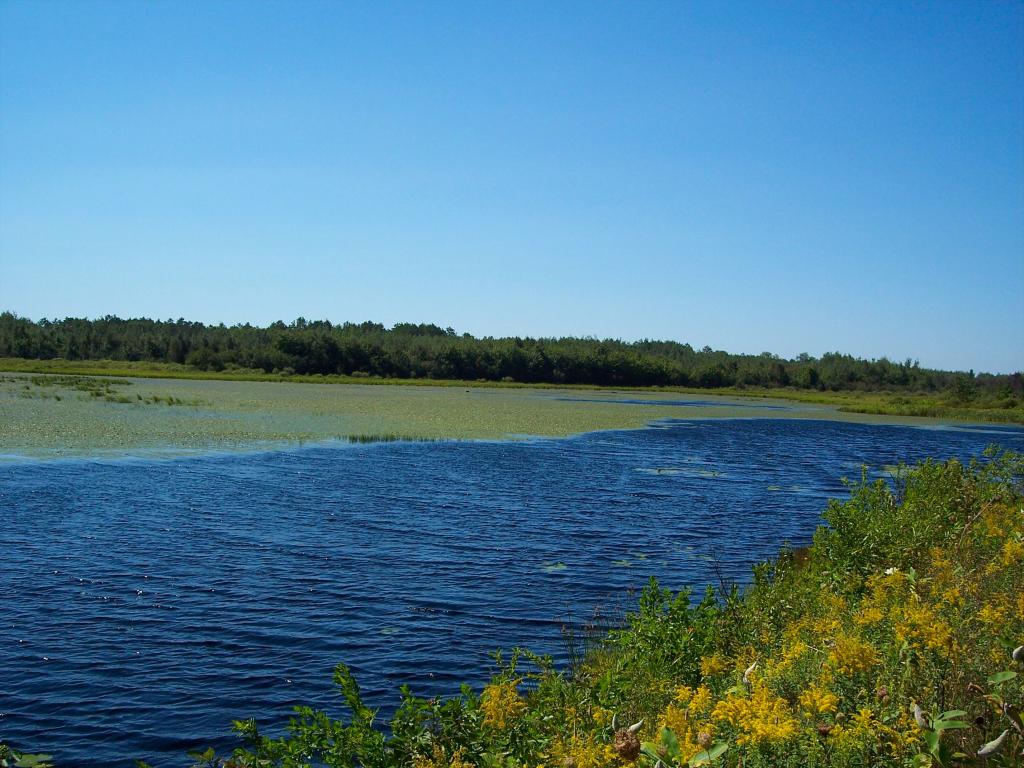 dingmans_marsh4.jpg