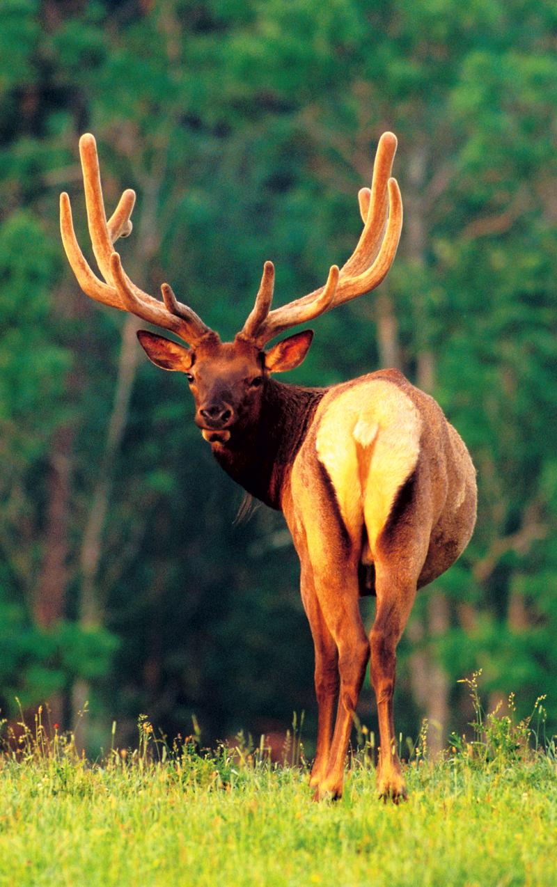 Elk viewing at Thunder Bay Resort