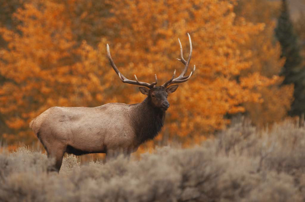 elk_in_fall.jpg