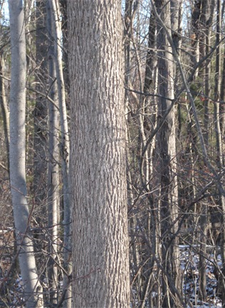 Fig. 1.  Ash trunk: note the tightly corrugated Y pattern, typical of ashes (before Emerald Ash Borer).  Seeing this bark pattern in winter is enough to identify an Ash, although it is good to verify with  other characteristics.  