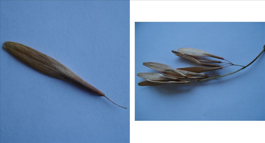 fig10.jpg