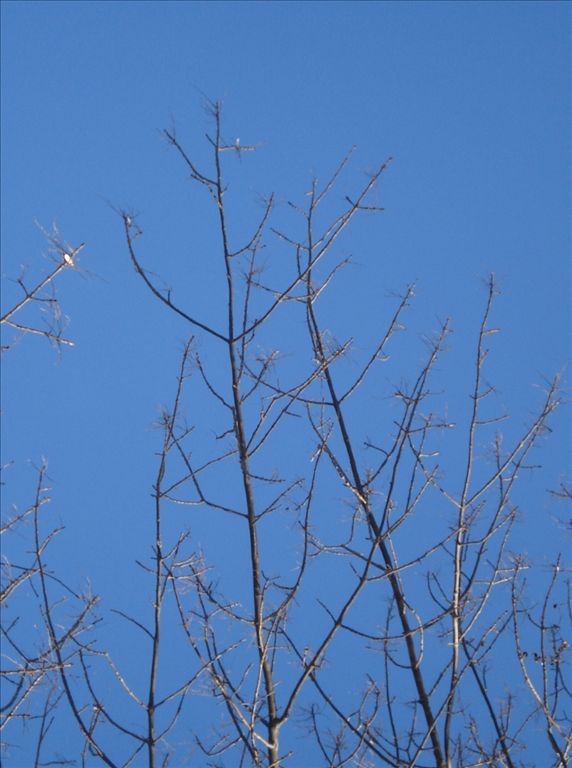 fig13.jpg