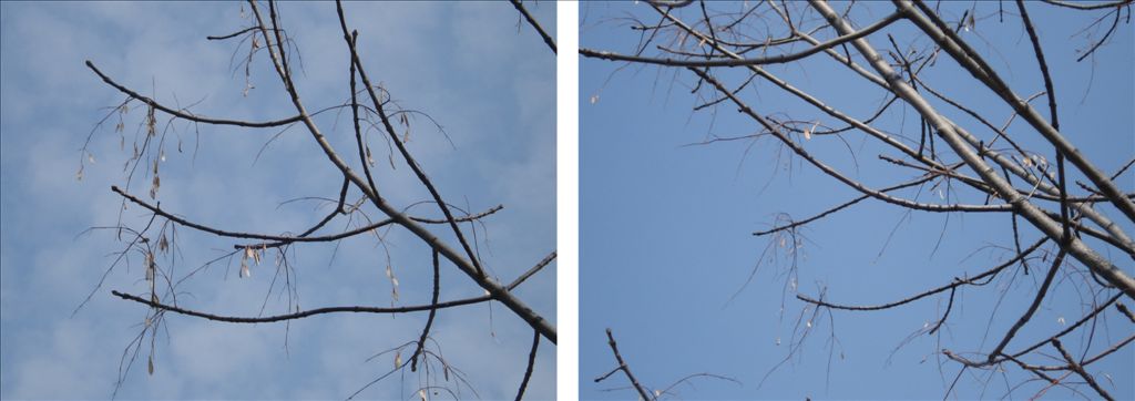 fig14.jpg