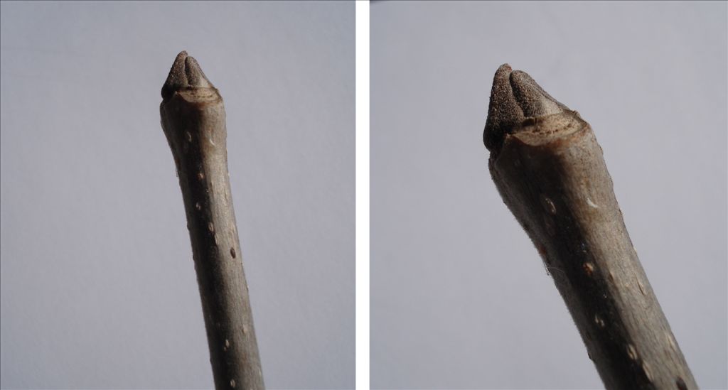 Fig. 4. Ash terminal buds; easy to see on young trees; too far away on tall trees.  They are an identifying feature in winter and spring, along with the bark pattern, opposite branching, and messy-looking branches.